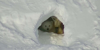 Более десятка берлог насчитали учёные в "роддоме" белых медведей на острове Врангеля