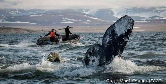 Коренным народам Чукотки утвердили заявку на китовый промысел
