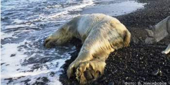Мёртвый белый медведь обнаружен в окрестностях села Рыркайпий на Чукотке