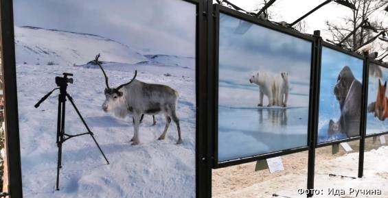 Чукотский северный олень "засветился" на уличной выставке в Москве