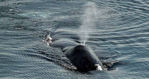 Ученые "Берингии" приблизились к объяснению загадки "вонючих" китов на Чукотке