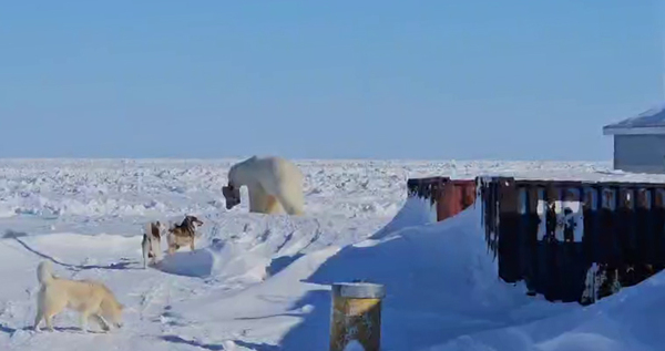 Гонка на собачьих упряжках "Надежда" привлекла в Уэлен белого медведя