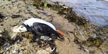 Массовую гибель морских птиц зафиксировали на Чукотском полуострове