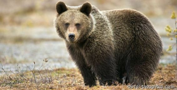 На Чукотке сократилось число столкновений бурого медведя с человеком