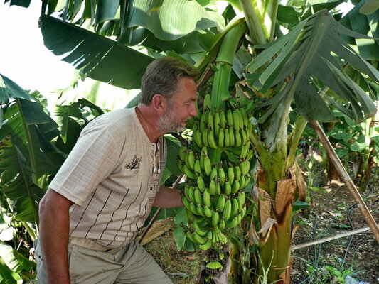 Королевские бананы