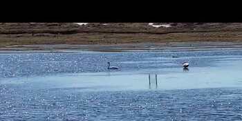 2020.05.17, 11:30 В Анадырь прилетели лебеди. Чукотка Дальний Восток Арктика