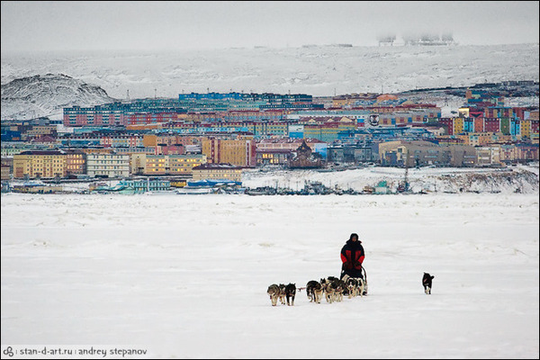 Собачья упряжка на льду Анадырского лимана