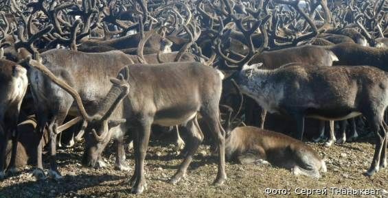 Праздник молодого оленя проходит в сельхозпредприятиях Чукотки
