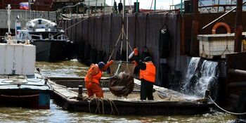 Квоты на лососей распределили между рыбодобывающими предприятиями округа