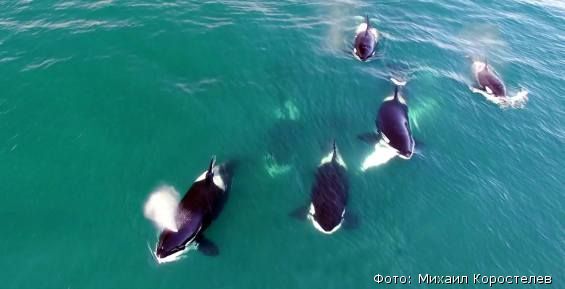 Серый кит стал жертвой косаток в Чукотском районе