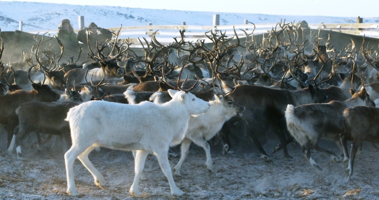 Поголовье домашних северных оленей на Чукотке выросло на две тысячи