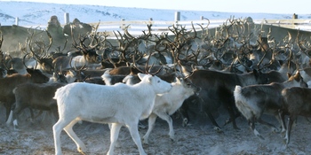 Поголовье домашних северных оленей на Чукотке выросло на две тысячи
