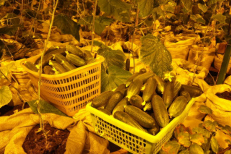 Свежие овощи и зелень по доступным ценам появились в Анадыре: резидент ТОР «Чукотка» открыл теплицу