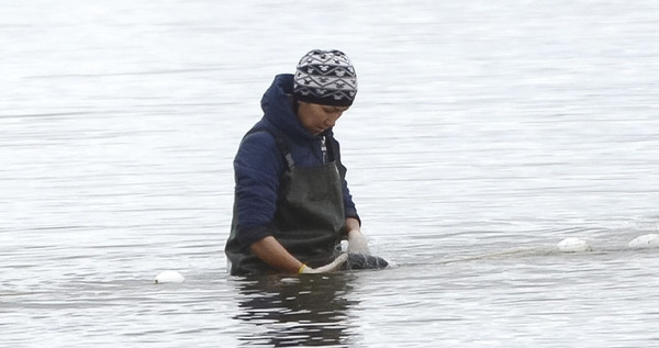 Свыше 550 тонн рыбы добыли коренные жители Чукотки в прошлом году