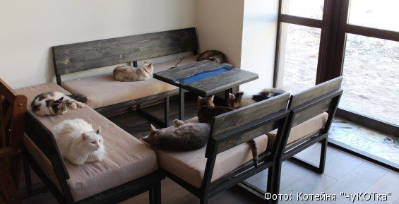 В Самаре появится «ЧуКОТка»