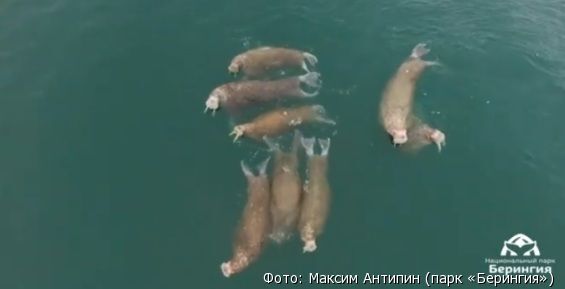 Моржей стали чаще встречать вдоль южных побережий Чукотки