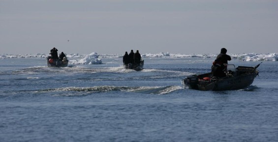 Больше всего китов в этом году добудут морзверобои общин Лорино и Дауркин