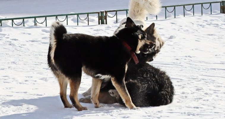 Бездомная собака напала на девятилетнего ребенка в Билибино 