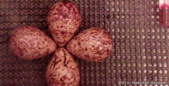 На Чукотке заложили в инкубатор 35 яиц редкого кулика-лопатня 