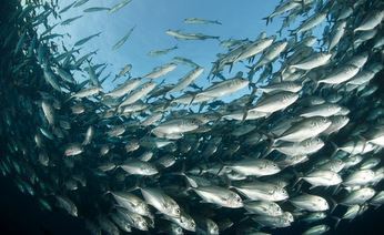 Ученые впервые за 30 лет изучат состояние флоры и фауны Чукотского моря 