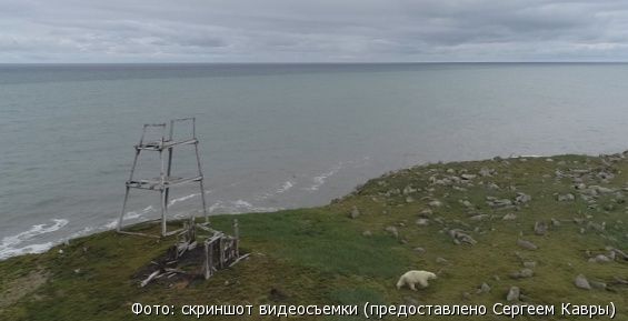 Медвежьи «патрульные» на Чукотке считают умок с высоты птичьего полета