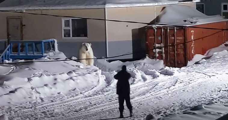 Собаки прогнали белого медведя из самого восточного населённого пункта России
