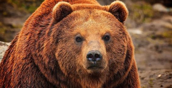 Около села Островное появился бурый медведь