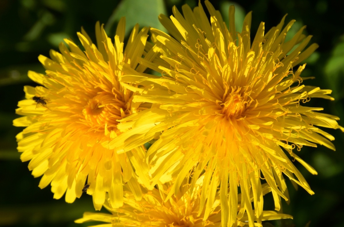 Красавцы