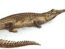 Гавиал (стихи)