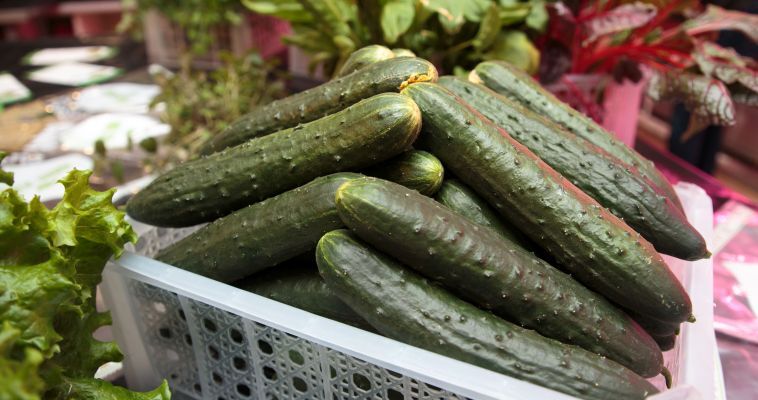 Три круглогодичные теплицы построят до конца года на Чукотке