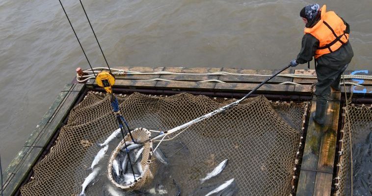 Лососевая путина стартовала на Чукотке