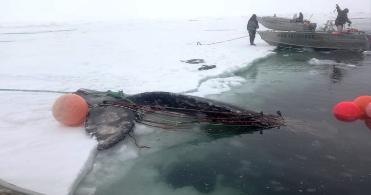 Китобойный сезон на Чукотке открыли лоринские морзверобои