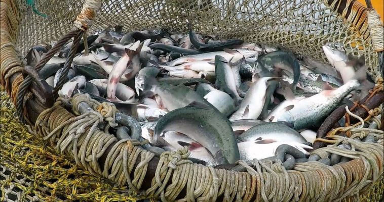Промышленный лов лосося приостановили в районе чукотского села Мейныпильгыно