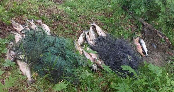 На Чукотке усилят борьбу с браконьерами