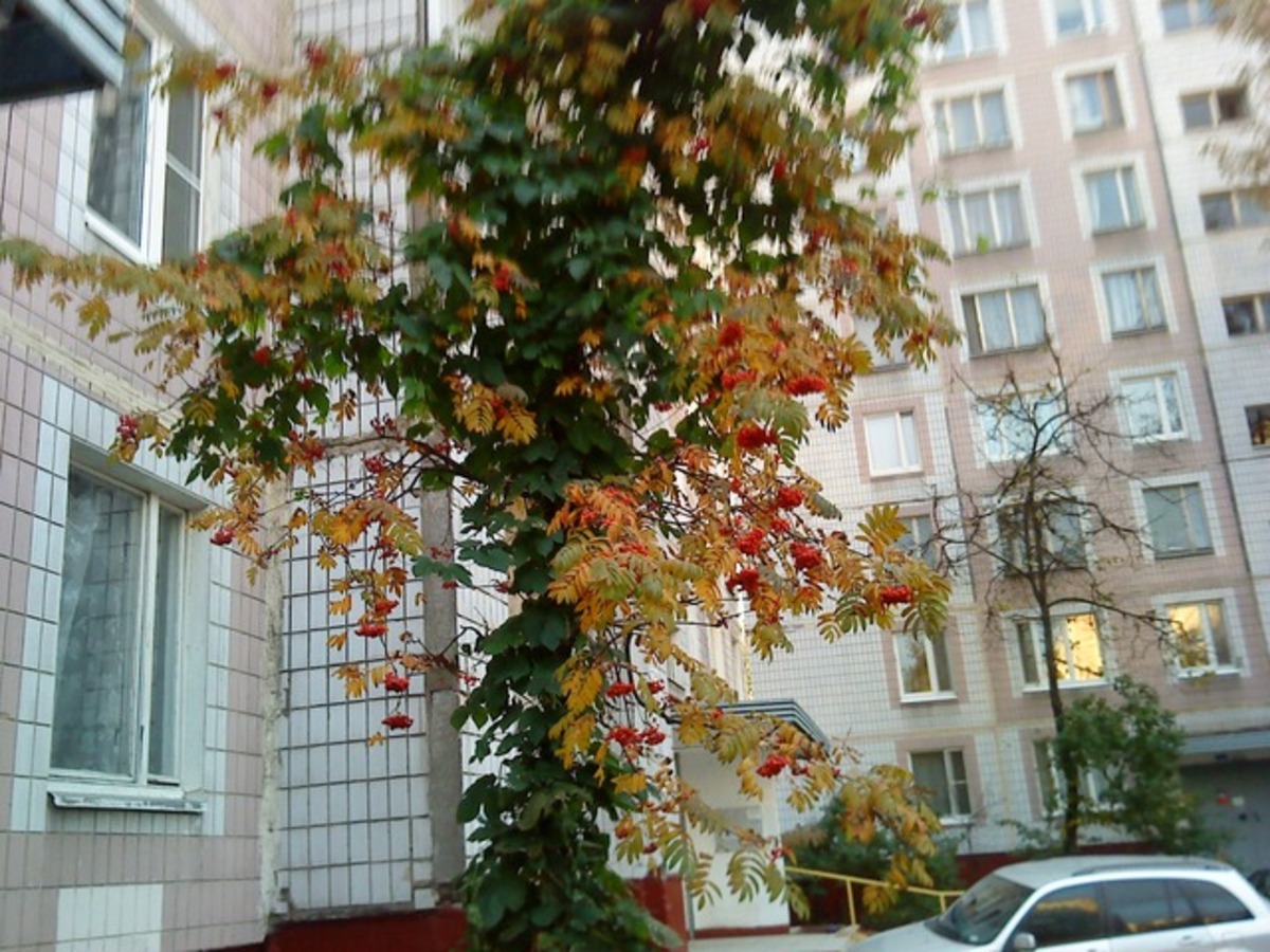  москва ясенево -рябина в лиане