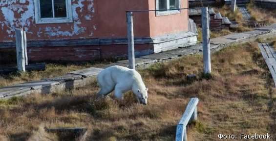 Белые медведи прогулялись по Айону