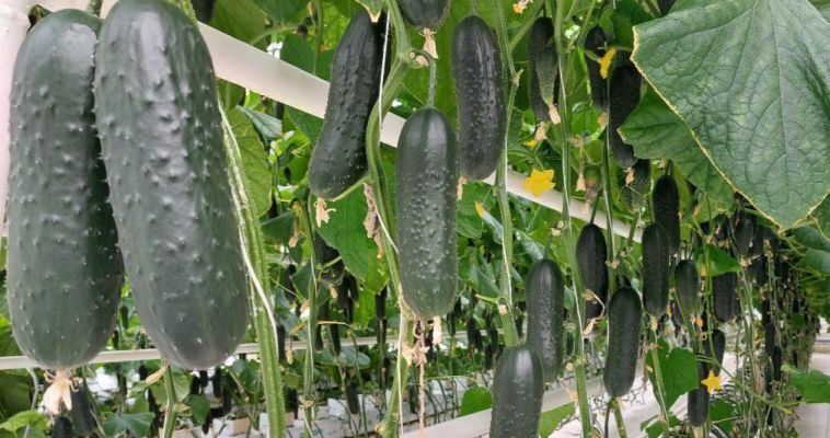 Огурцы и зелень будут выращивать в Эгвекиноте на средства окружного гранта