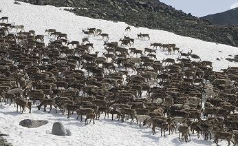 На Чукотке приступили к осеннему убою оленей 
