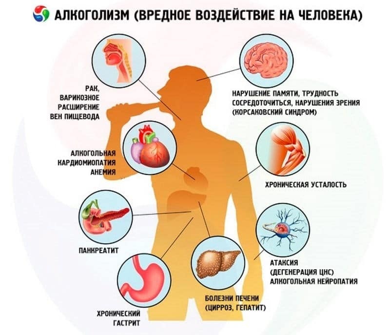 Как долго алкоголь выводится из организма