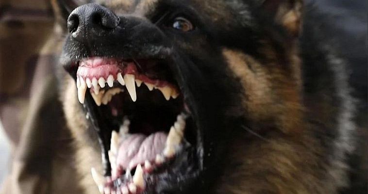 Четырёхлетняя девочка погибла от укусов собаки в Чукотском районе