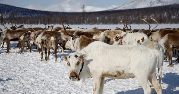 Чукотская продукция из оленины заинтересовала представителей правительства Камчатки