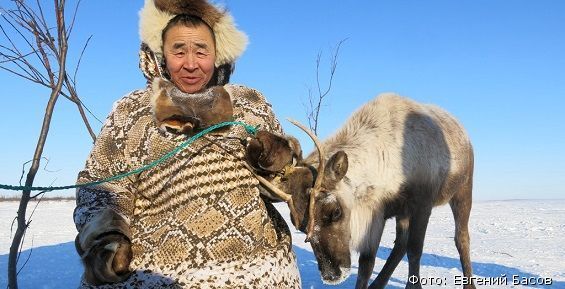 Более ста тысяч рублей премии получили чукотские оленеводы по итогам 2016 года
