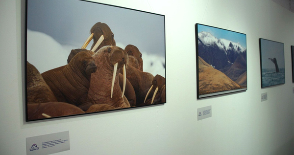 Фотовыставка к юбилею нацпарка "Берингия" открылась в Санкт-Петербурге