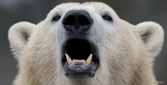 Оградить населенные пункты от белых медведей планируют на Чукотке