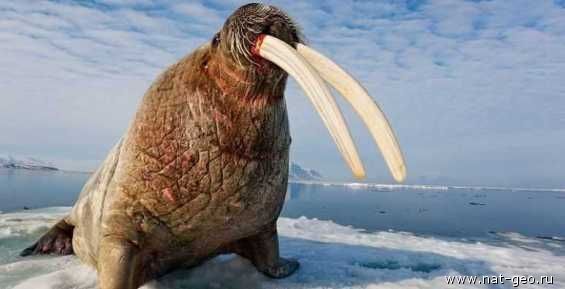 Атлантических моржей посчитают по чукотской методике