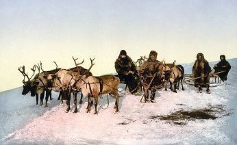 Губернатор Чукотки попросил повысить субсидии на оленеводство в Арктике