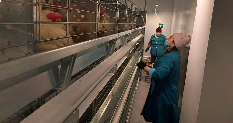 Партию кур-несушек доставили в Провидения самолётом