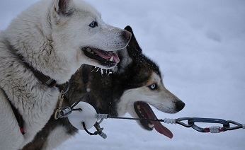 В Уайтхорсе стартовала гонка на собачьих упряжках Yukon Quest
