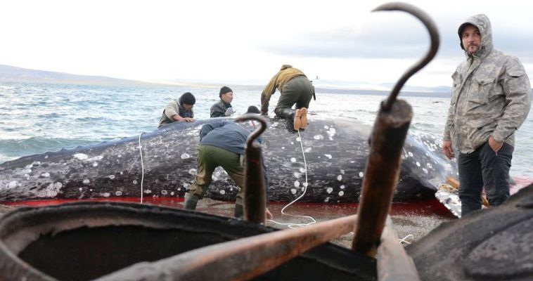 Морзверобои Чукотки смогут экономить на уплате налогов