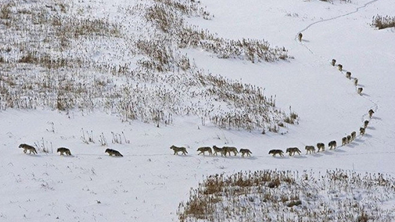 Отстрел волчьих стай с вертолета организуют на Чукотке 
